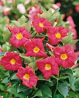 Mandevilla sanderi Scarlet Pimpernel