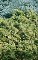 Juniperus sabina Arcadia