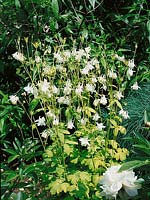 Aquilegia vulgaris Golden Woodside