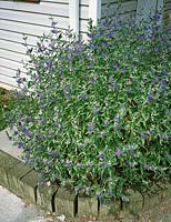 Caryopteris x clandonensis Longwood Blue