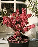 Nektarine / Prunus persica var. nucipersica Garden Beauty en pot