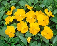 Viola-Wittrockiana-Hybriden Universal jaune