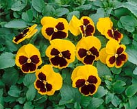 Viola-Wittrockiana-Hybriden Universal jaune avec tache