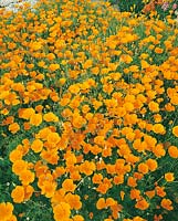 Eschscholzia californica Aurantiaca Orange