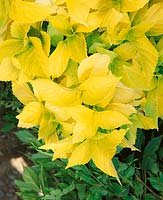 HYDRANGEA macrophylla Yellowleaf / Sungoddess