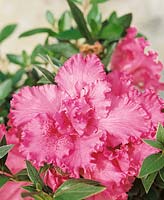 Rhododendron Dorothy Webster (Azalée)