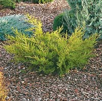 Juniperus chinensis Kuriwao Gold
