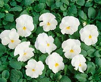 Viola-Wittrockiana-Hybriden Universal White