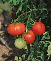 Tomate / Lycopersicon esculentum Peche Rose / an der Pflanze