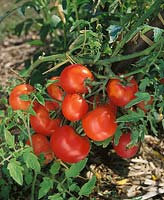 Tomate / Lycopersicon esculentum Peche Rouge / an der Pflanze