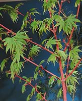 Acer palmatum Sangokaku