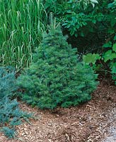 Abies concolor Green Globe