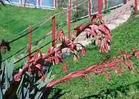 Beschorneria yuccoides