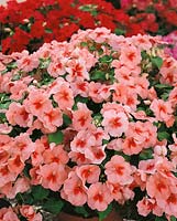 IMPATIENS Peach Flair