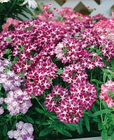 VERBENA Sparklers Purple