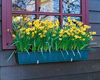 Narcissus cyclamineus Tête-à-Tête en boîte de fenêtre / boîte à fleurs