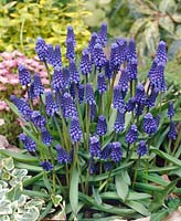 Muscari botryoides Superstar