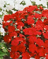 Impatiens Super Elfin ® Red Velvet