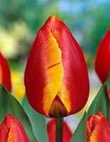 Tulipa Single Early Flair