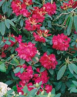 Prix RHODODENDRON Markeetas