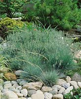 FESTUCA CINEREA (F. GLAUCA)