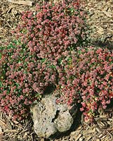 Crassula pruinosa