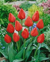 Tulipa Fosteriana Grand Coulee