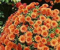 Chrysanthemum Morden Gaiety