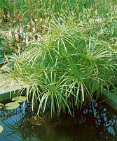 Cyperus longus