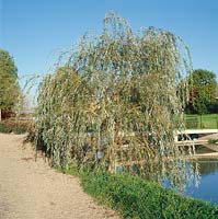 Salix alba Tristis