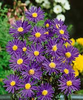 Aster Checkers