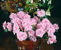 RHODODENDRON SIMSII