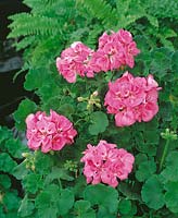 PELARGONIUM ZONALE OLAVI