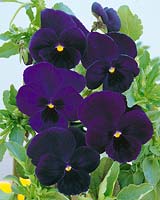 VIOLA UNIVERSAL / VIOLET