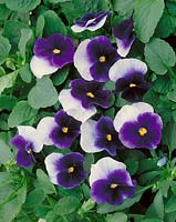 Viola x wittrockiana Universal Beaconsfield