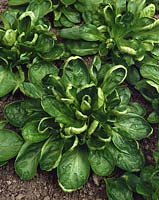 Feldsalat / Valerianella locusta Coquille de Louviers