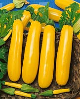 Courgettes / Cucurbita pepo con. giromontiina Gold