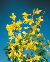 Forsythia suspensa var. sieboldii