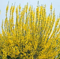 Forsythia Golden Nugget