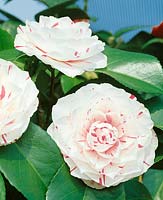Camellia Lavinia Maggi