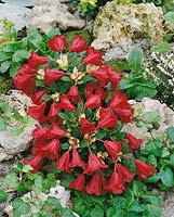 Rhododendron forrestii Carmen