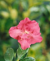 Rhododendron japonicum Pink Treasure