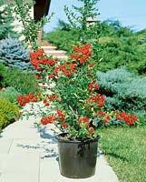PYRACANTHA MOHAVE