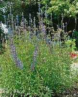 Salvia uliginosa