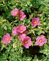 CISTUS CRISPUS