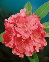 GUERRIER INCONNU RHODODENDRON