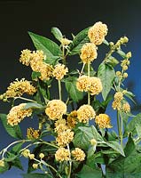 Buddleja x weyeriana Sungold