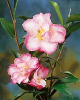 Camellia Paradise Jennifer