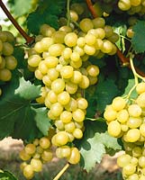 Vitis vinifera subsp. vinifera Dattier de Beyrouth