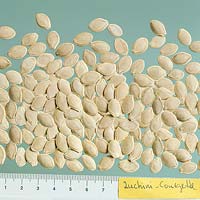 Samen / Seed / Cucurbita pepo convar. giromontiina / Zucchini